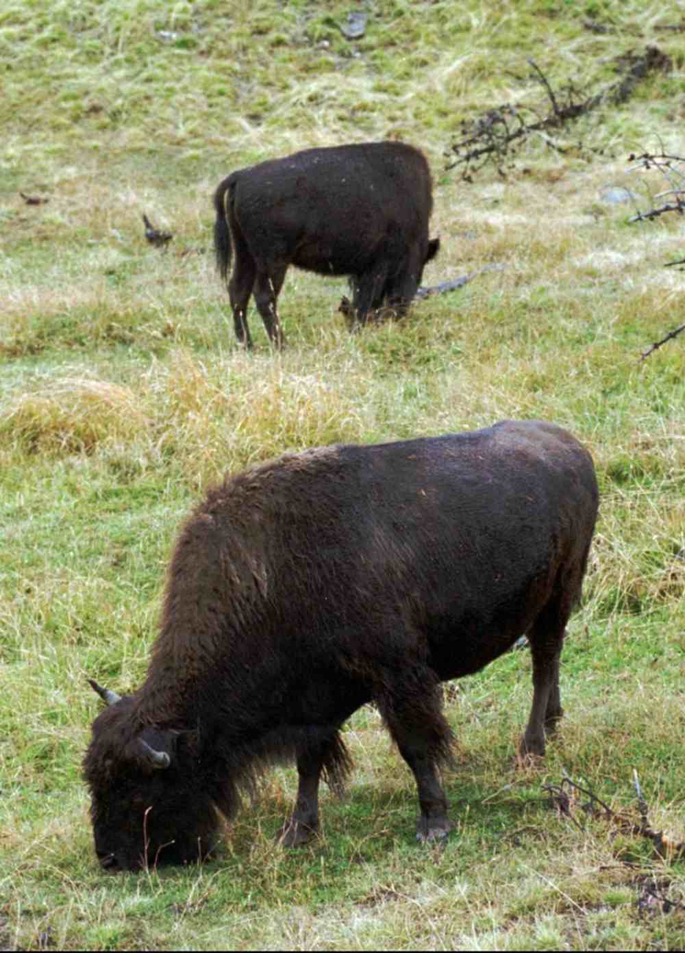 New research shows when bison heavily graze an area, the grass greens up earlier and faster and stays green for a much longer period of time. Image credit: AP