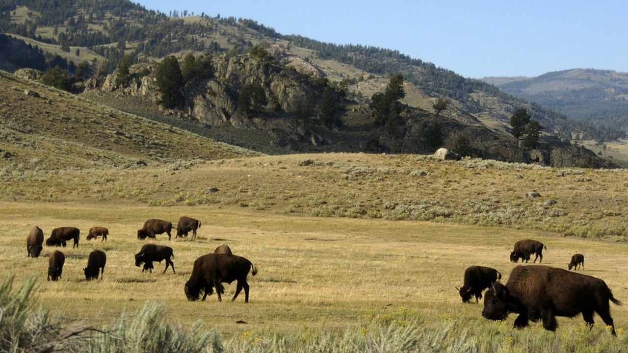 Bison herds at Yellowstone National parks create greener, more nutrient rich grazing fields