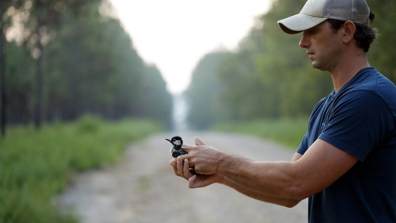 Wildlife biologist Gabe Pinkston prepares to release a red-cockaded woodpecker back to a long leaf pine forest after collecting data on it at Fort Bragg in North Carolina. Image credit: AP