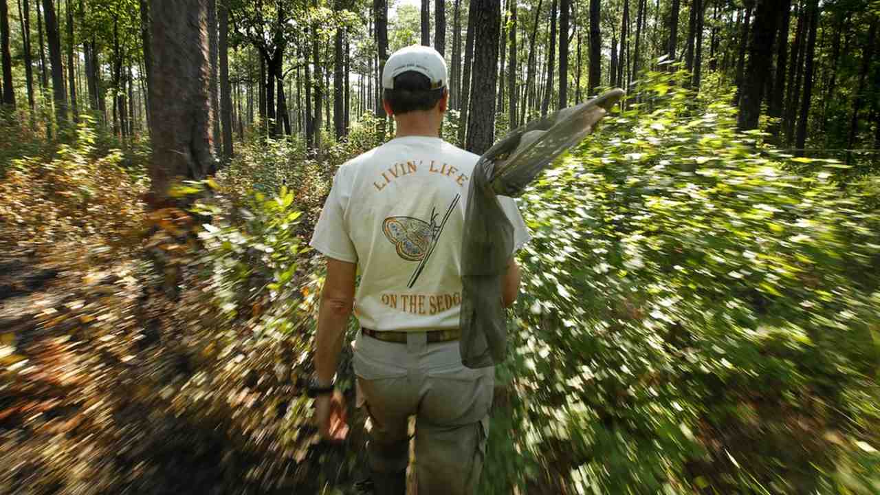 Nick Haddad heads to a swamp in search of the rare St. Francis' satyr butterfly. Image credit: AP