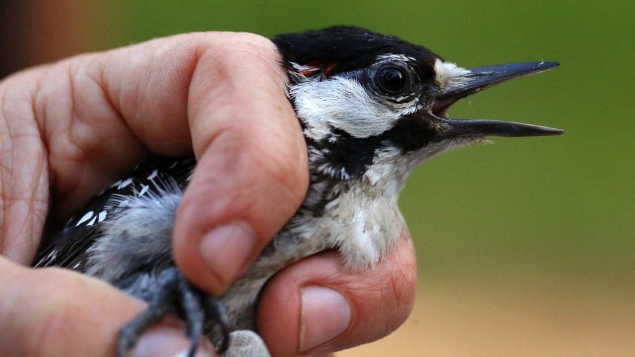 A red-cockaded woodpecker is held by a biologist collecting data on the species at Fort Bragg in North Carolina. Image credit: AP