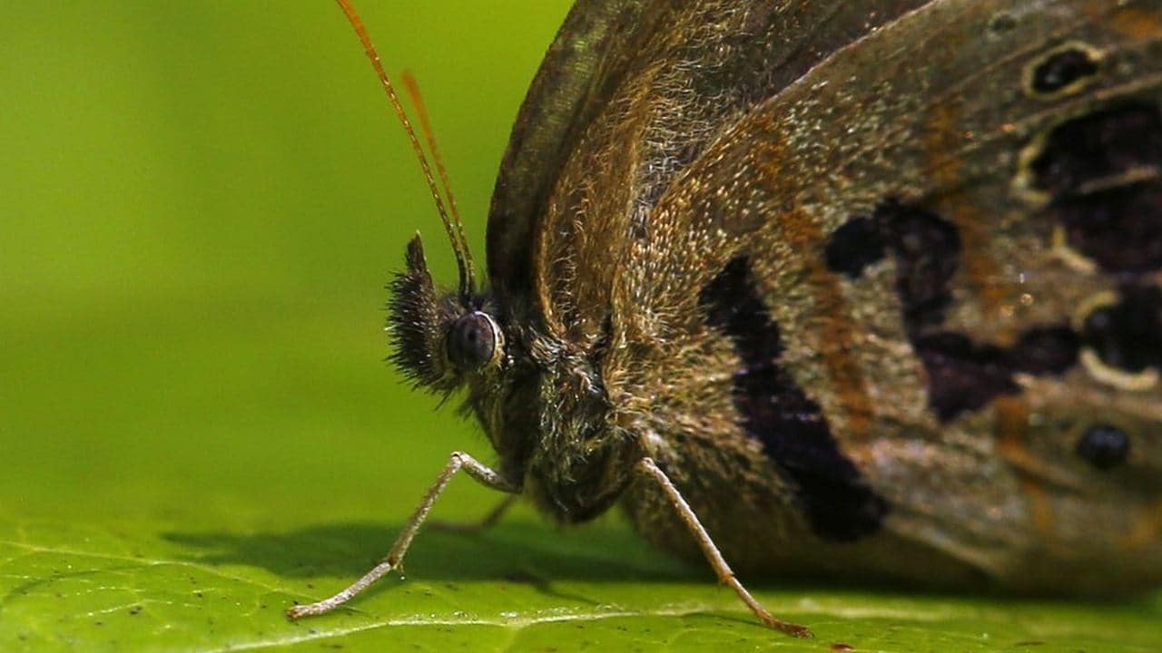 The tiny St. Francis Satyr butterfly flits among the splotchy leaves, ready to lay its eggs. Image credit: AP