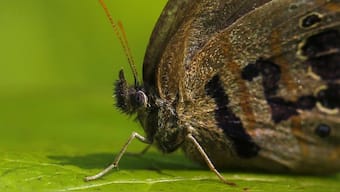 Endangered Species Act at work: Rare butterflies and woodpecker species on a bomb range