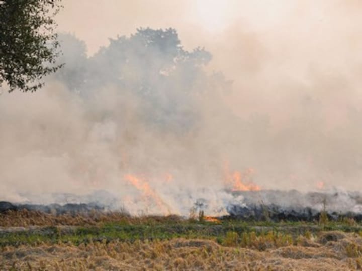 Farmers in Punjab's Ludhiana continue to burn stubble as AQI remains 'severe'; Amarinder Singh says action initiated against 2,923 farmers