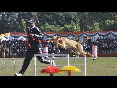In a first, Uttarakhand Police train street dogs to recruit them in dog squad; strays outperform expensive breeds In a first, Uttarakhand Police train street dogs to recruit them in dog squad; strays outperform expensive breeds