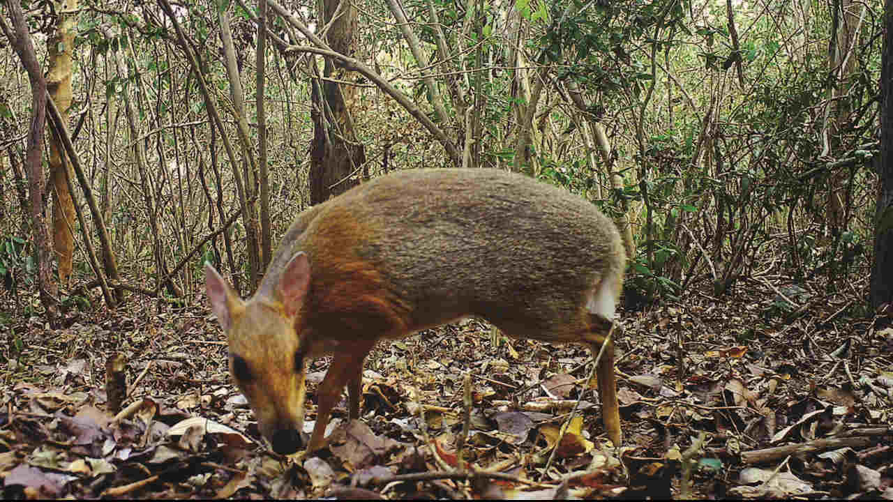 A camera shows images of the Silver-backed Chevrotain in the Vietnam jungles. Image credit: GLobal WIldlife conservation