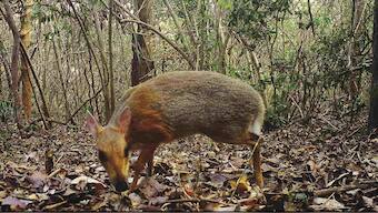 Vietnamese deer, thought to be extinct, spotted in the wild for the first time in 30 years