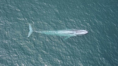 Blue Whale heart rates may drop to only twice a minute during deep dives