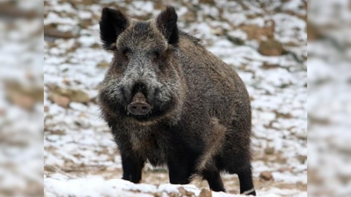 'Wild boars know how to party': Twitter reacts to hogs finding and destroying cocaine worth £17,000 hidden in Italy's Tuscany