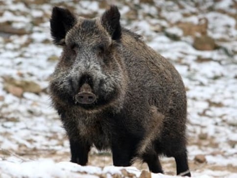 'Wild boars know how to party': Twitter reacts to hogs finding and destroying cocaine worth £17,000 hidden in Italy's Tuscany 'Wild boars know how to party': Twitter reacts to hogs finding and destroying cocaine worth £17,000 hidden in Italy's Tuscany