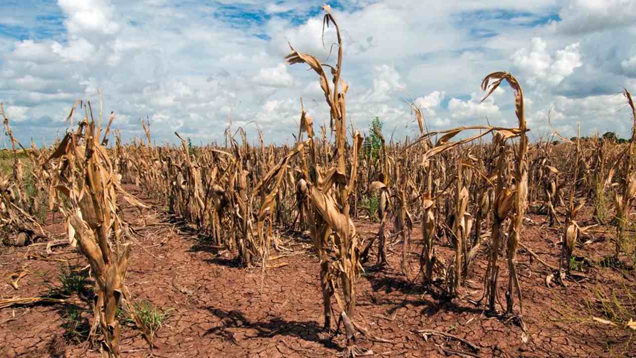 Climate change is affecting the growth of crops, which in turn affects global food security. Image credit: UCUSA