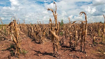 World Day to Combat Desertification and Drought 2022: Find theme, history and significance here