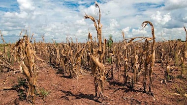 World Day to Combat Desertification and Drought 2022: Find theme, history and significance here