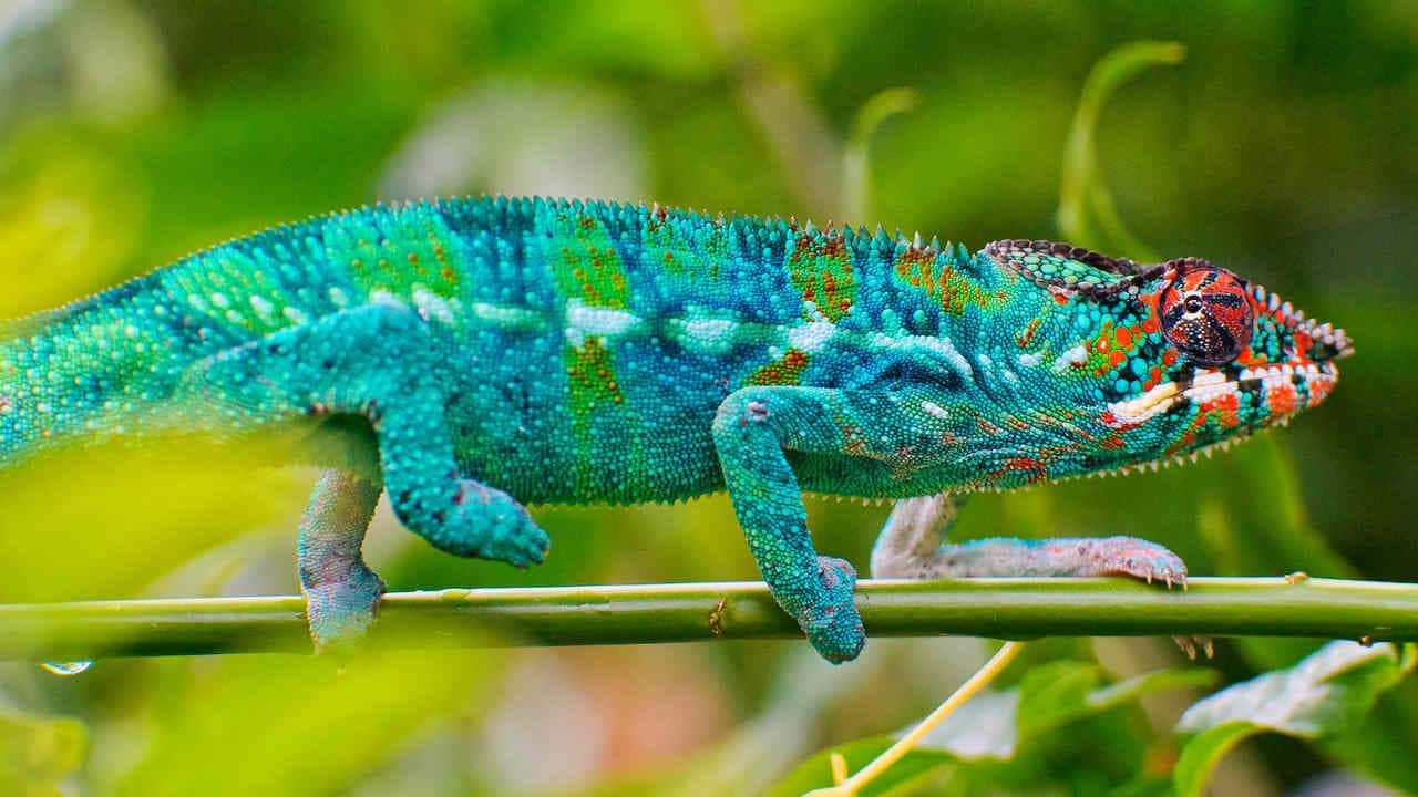 Chameleon's can change the colour of their skin and scientists have found a way to recreate that. Image credit: Flickr/Tambako The Jaguar