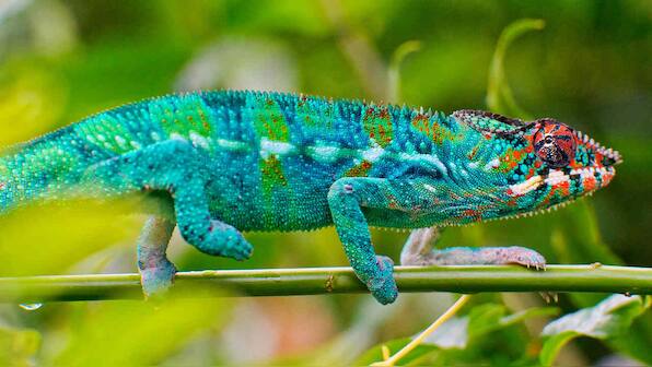 Novel smart skin changes colour when it comes in contact with heat, can help in camouflage