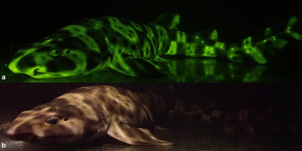 Bioflourescent catfish under visible and infrared light. Image: Scientific Reports