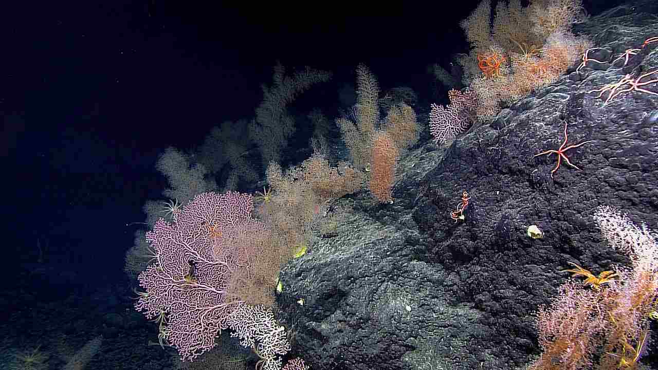 A garden of coral on the Sibelius Seamount at a depth of 2,465 m (8,087 ft). Image: NOAA/Wikimedia Commons