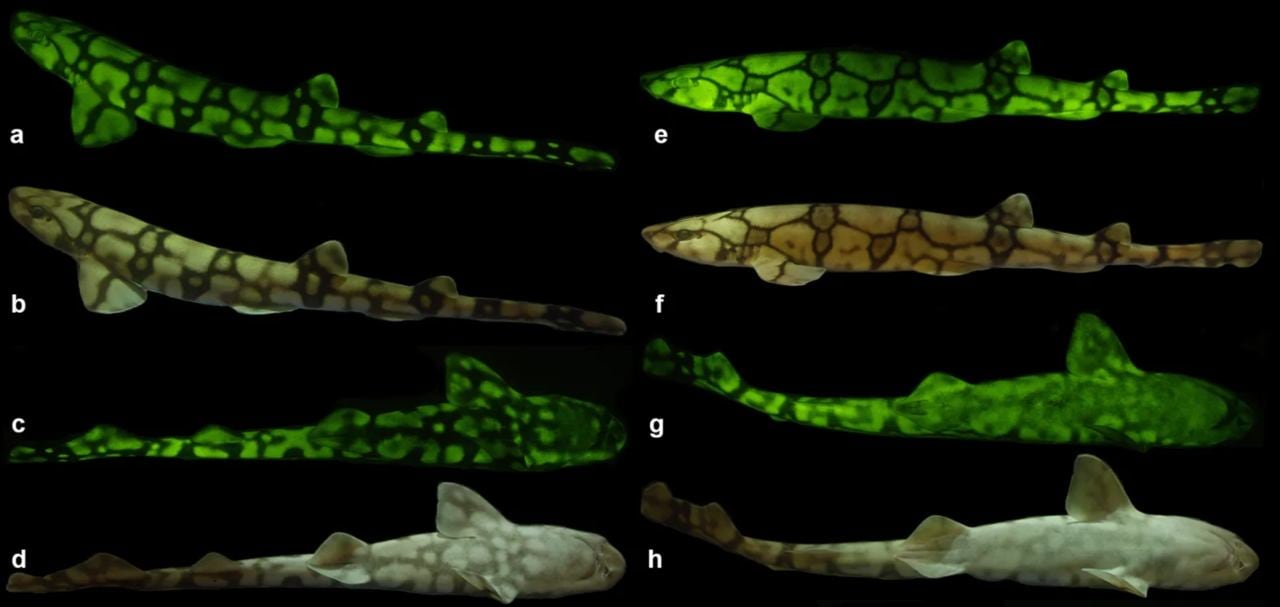 Biofluorescence in female (a-d) and male (e-h) catsharks (Scyliorhinidae). Image: Scientific Reports