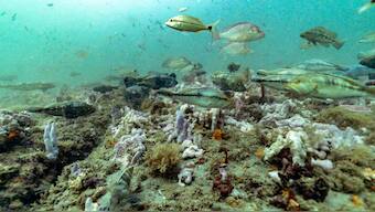 How a tiny stretch of vibrant ocean stirred a global marine conservation movement