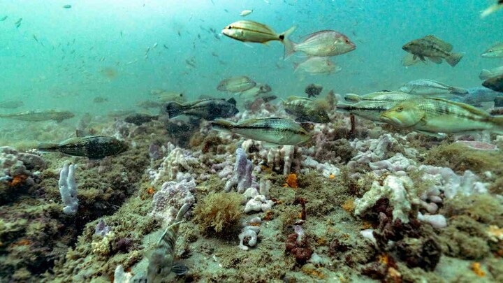 How a tiny stretch of vibrant ocean stirred a global marine conservation movement
