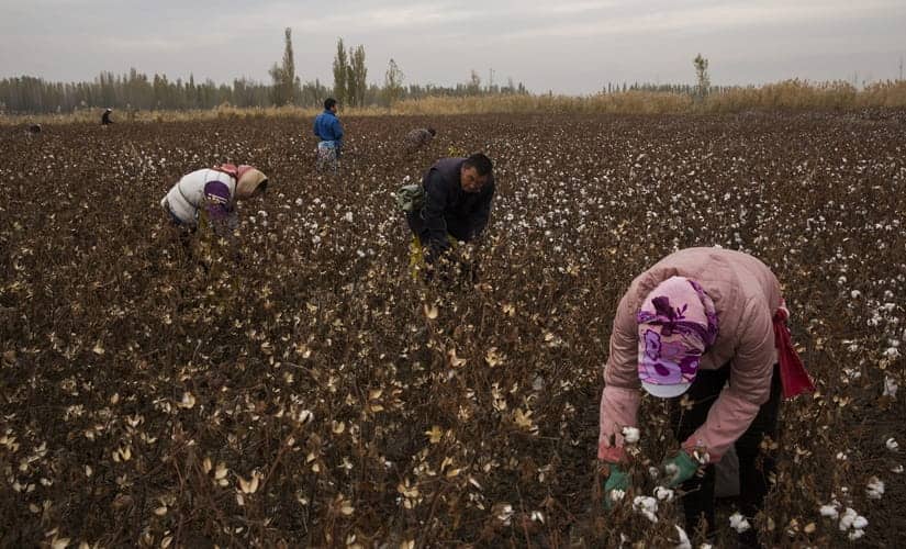 Experts say those harsh methods can amount to forced labor, potentially tainting the global supply chain that uses Xinjiang workers, particularly for cotton goods