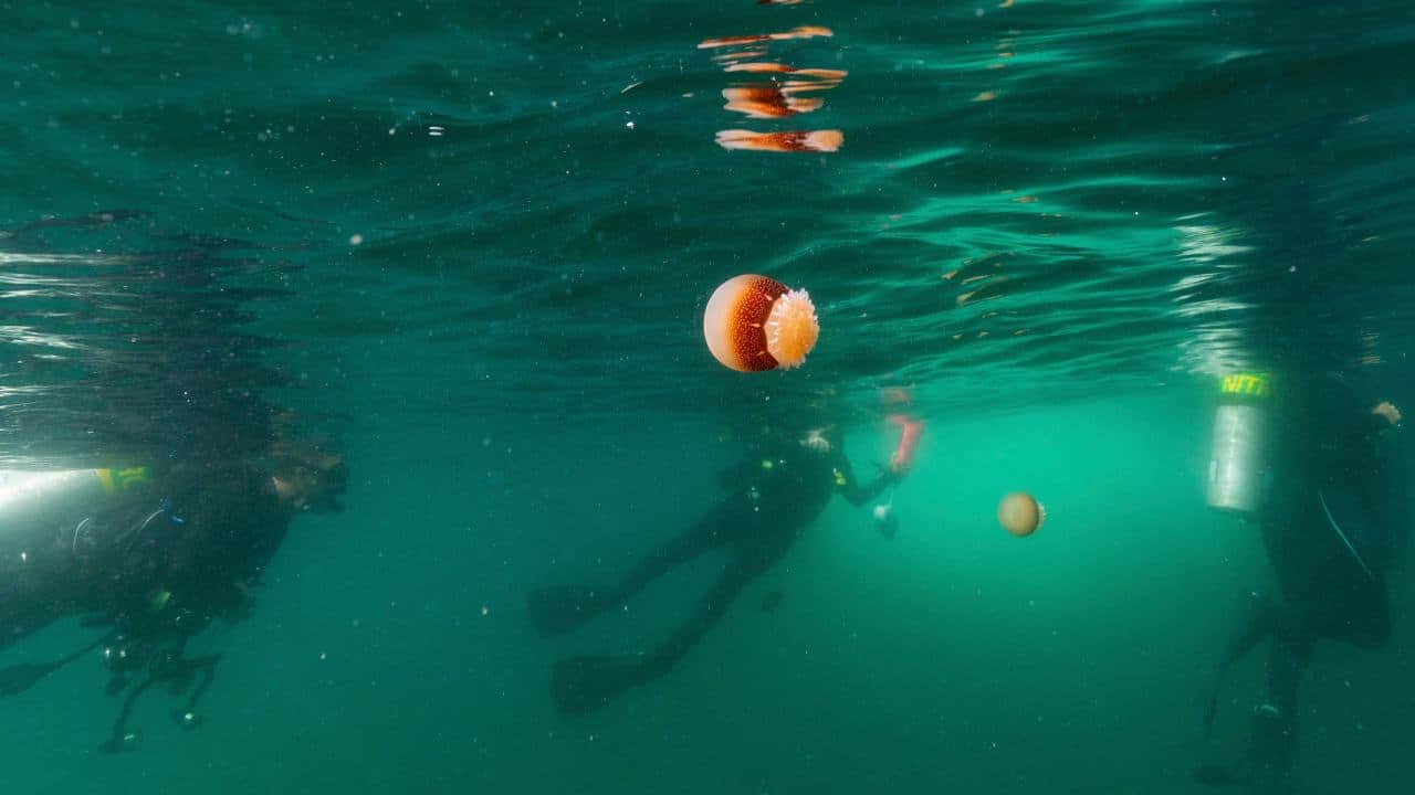 Cannonball jellyfish float in the water as scuba divers surface after diving at Gray’s Reef National Marine Sanctuary 28 October 2019. Image: AP