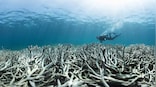 Global warming has been the cause of 14 percent of the world's coral reefs dying out finds global survey