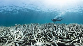 Global warming has been the cause of 14 percent of the world's coral reefs dying out finds global survey