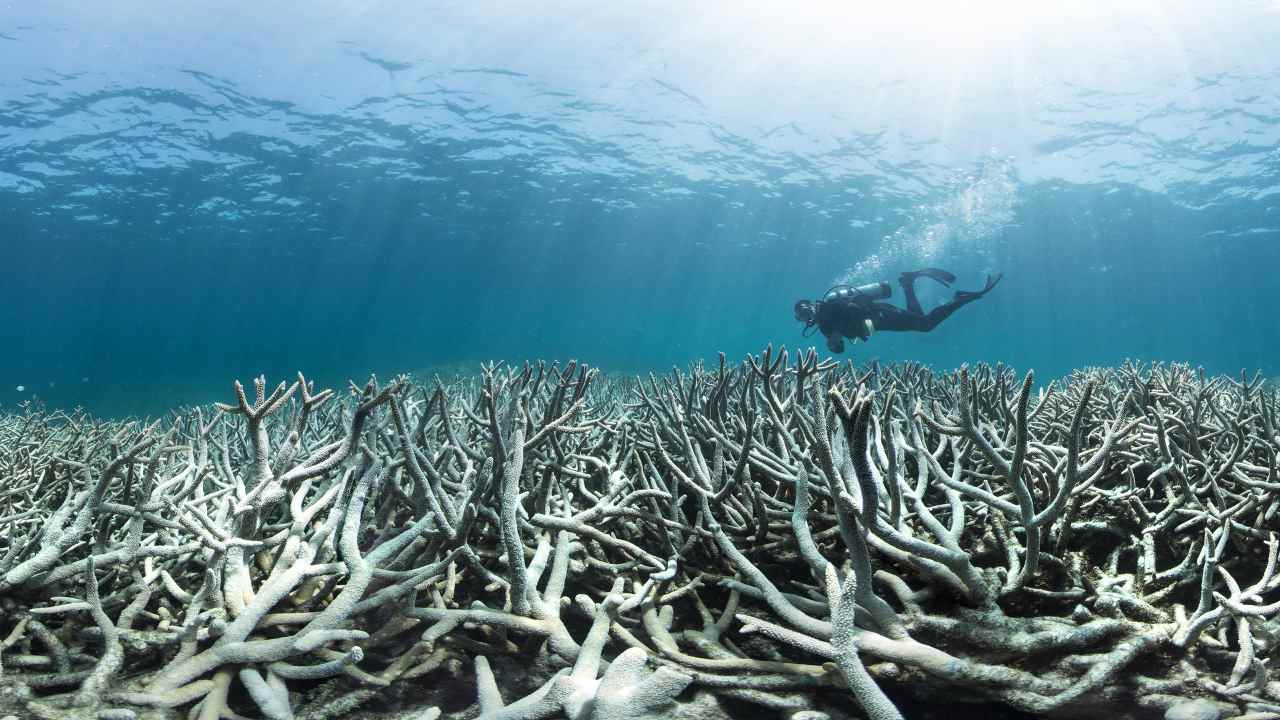 Global warming has been the cause of 14 percent of the world's coral reefs dying out finds global survey Global warming has been the cause of 14 percent of the world's coral reefs dying out finds global survey