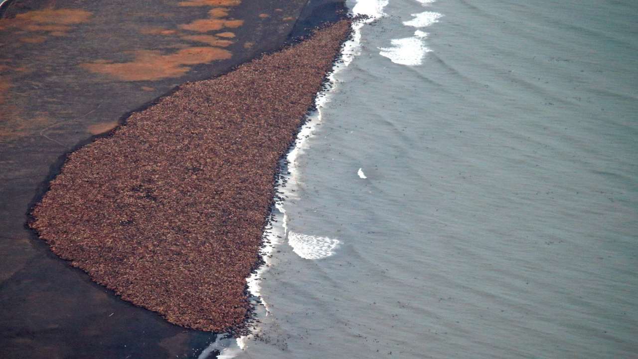 Walruses in the thousands were stranded in Alaska after their usual ice float in the Chukchi Sea melted away. Image: Gary Braasch (2015)