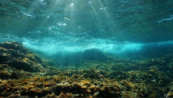 Undersea habitats to change, fragment as human-made sounds drown out their voices: study