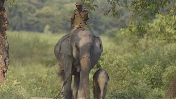 Are state forest officials being rewarded well-enough to protect India's forests?