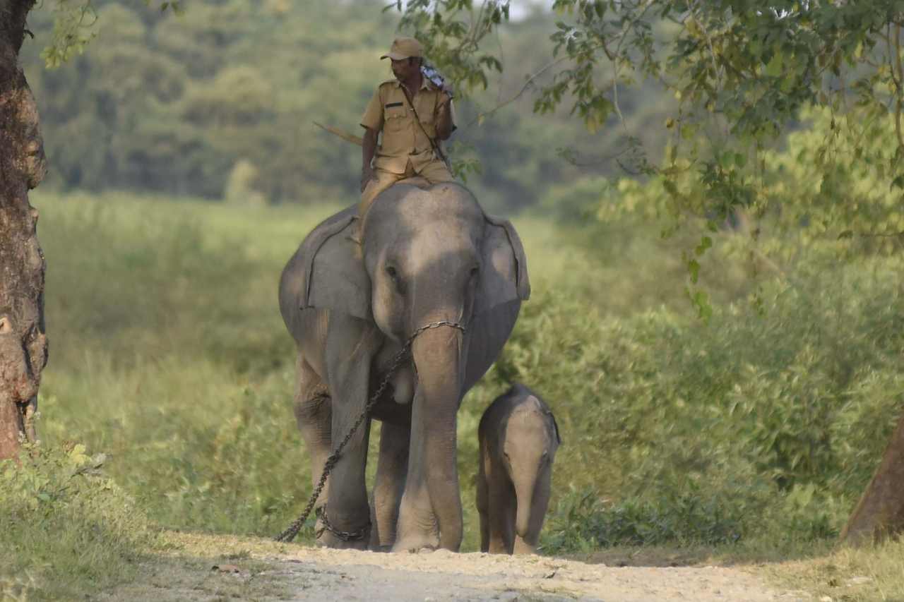 Elephants and a forest official at the Kaziranga National Park in the Nagaon District of Assam on 1 Dec 2019. Image: Getty