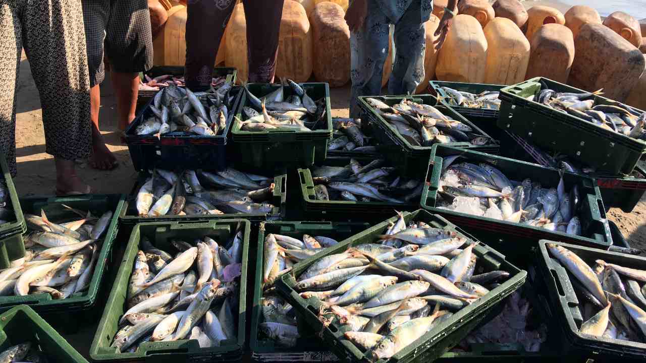 Fresh fish sorting from fisheries at sea, destined for a local market in Mui Né, Vietnam. Image: Duangphorn Wiriya/Unsplash