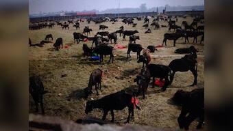 In Nepal, animal sacrifices continue to be performed at the Gadhimai festival, but activism is having an effect