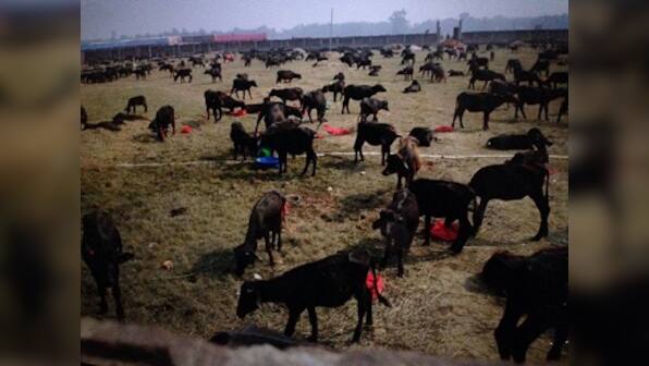 In Nepal, animal sacrifices continue to be performed at the Gadhimai festival, but activism is having an effect