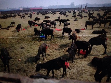 In Nepal, animal sacrifices continue to be performed at the Gadhimai festival, but activism is having an effect In Nepal, animal sacrifices continue to be performed at the Gadhimai festival, but activism is having an effect