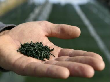 Health benefits of spirulina and other nutritional algae