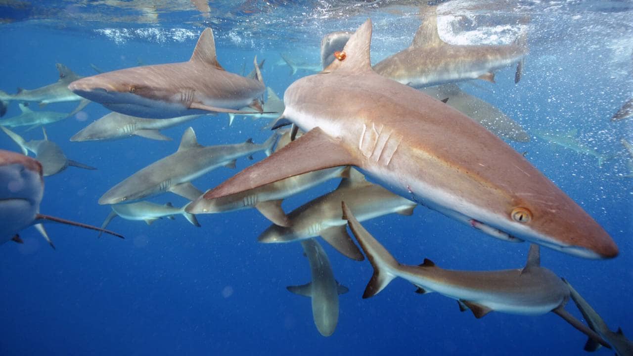 Grey reef sharks (Carcharhinus amblyrhynchos) in the waters of the Pacific Remote Islands Marine National Monument. Image: Kydd Pollock/USFWS-Pacific Region via Flickr