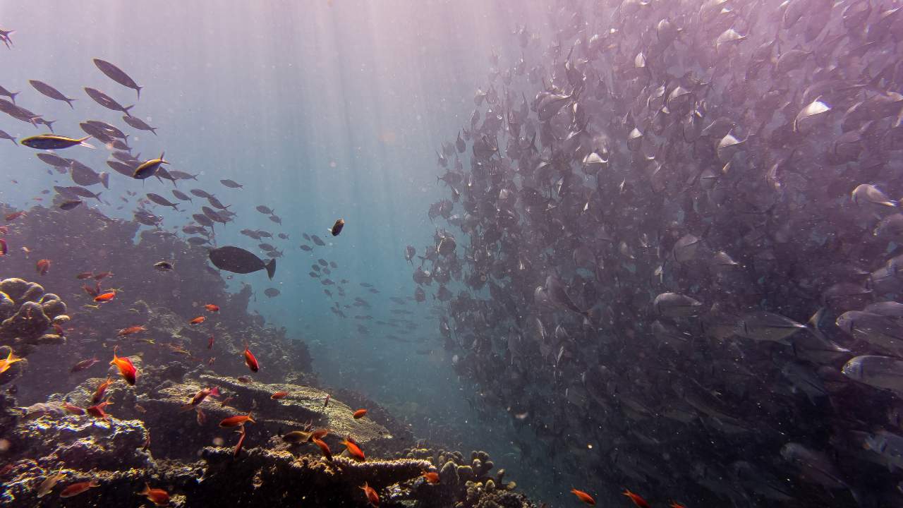 Oceans and marine life through 2019: 10 positive developments in sea life and global oceans Oceans and marine life through 2019: 10 positive developments in sea life and global oceans