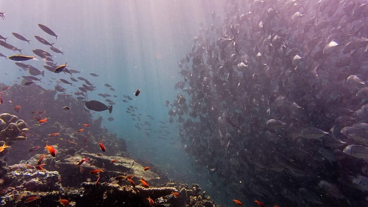 Oceans and marine life through 2019: 10 positive developments in sea life and global oceans