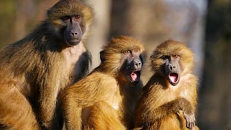 Refrain from feeding monkeys inside court premises: Delhi HC to lawyers, litigants