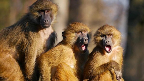 Human beings freeze when startled due to the nerves trigger of serotonin in the body