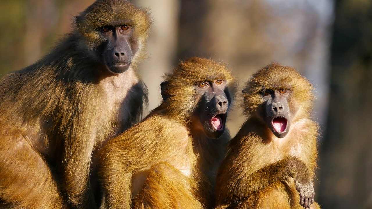 Refrain from feeding monkeys inside court premises: Delhi HC to lawyers, litigants Refrain from feeding monkeys inside court premises: Delhi HC to lawyers, litigants