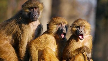 Human beings freeze when startled due to the nerves trigger of serotonin in the body