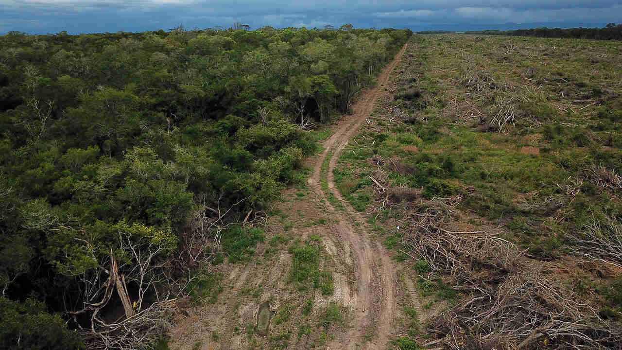 Forest in the transition zone between chaco and cerrado biomes being cleared for soybeans. Photo by Rhett A. Butler.
