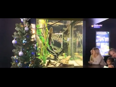 Twitter's 'resident eel' Miguel Mattson shocks everyone by powering Christmas tree in Tennessee Twitter's 'resident eel' Miguel Mattson shocks everyone by powering Christmas tree in Tennessee