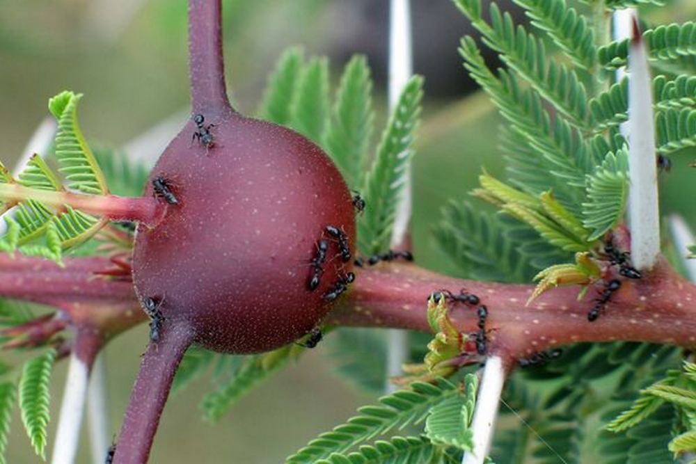 Tetraponera leafcutter ants. Image credit: Dino Martins