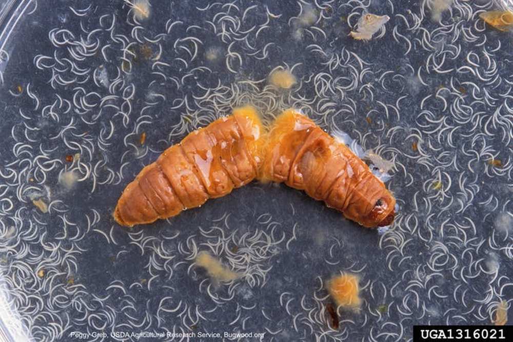 Nematodes emerging from a dead moth larva. Image credit: Peggy Greb