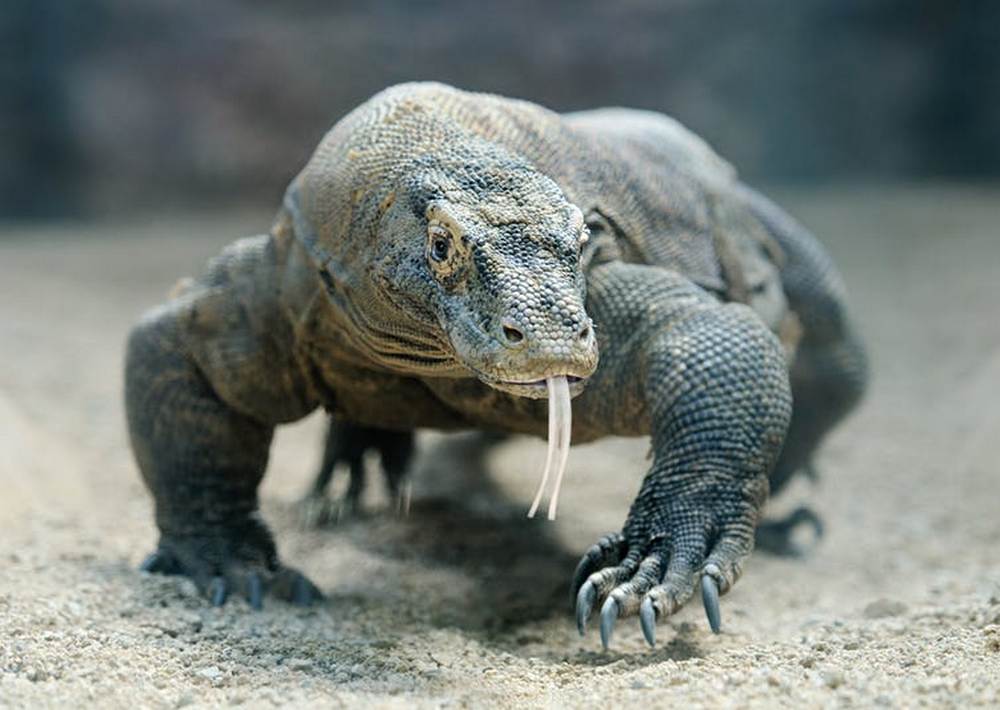 Komodo dragon. Image credit: Anna Kucherova/Shutterstock
